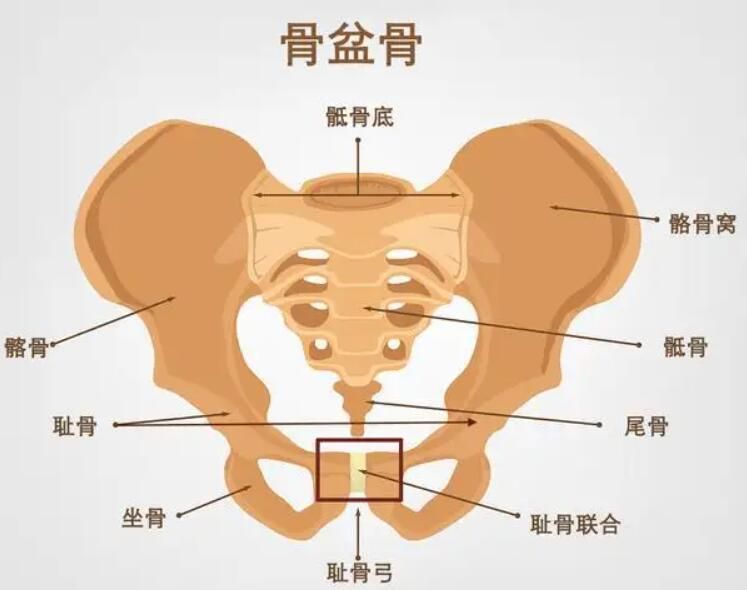 女人怀孕耻骨是哪个部位（孕妇耻骨部位图解）