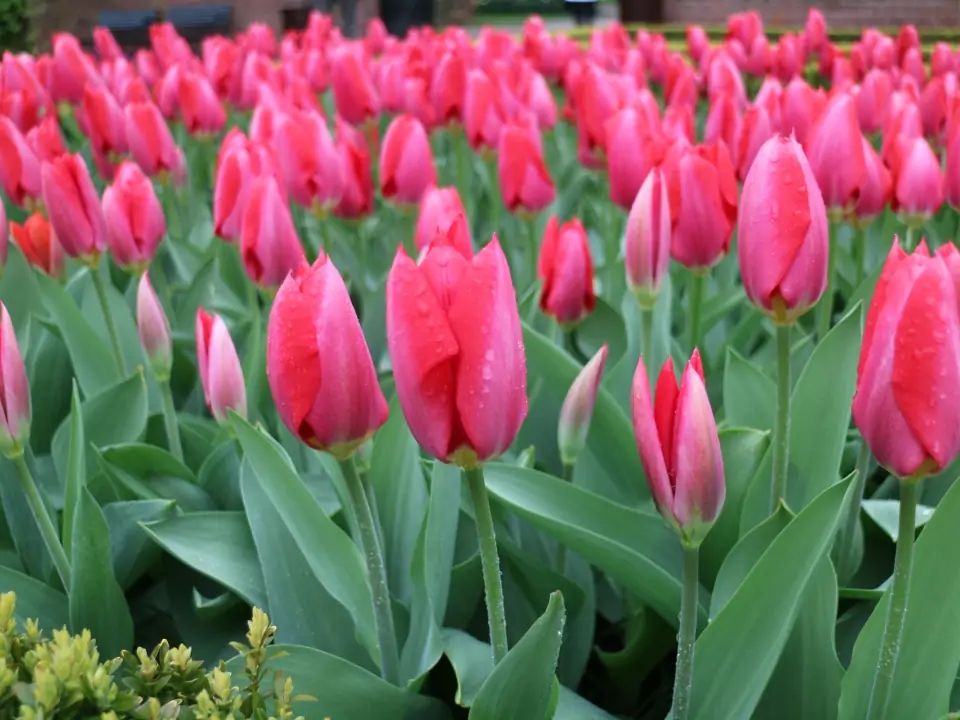 春游赏花，都是什么花？这100个花卉图鉴，给大家做科普，涨知识