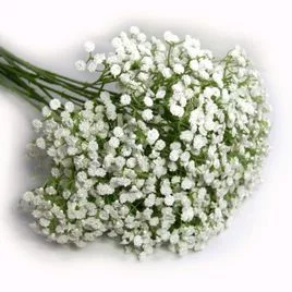 满天星的花语是什么(满天星的花语象征和寓意)