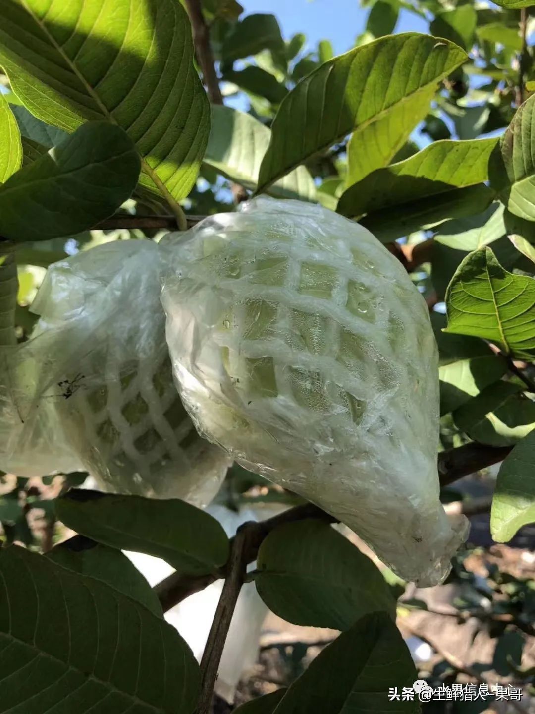小众水果芭乐，又被茶饮店们带火了，最全芭乐说明书