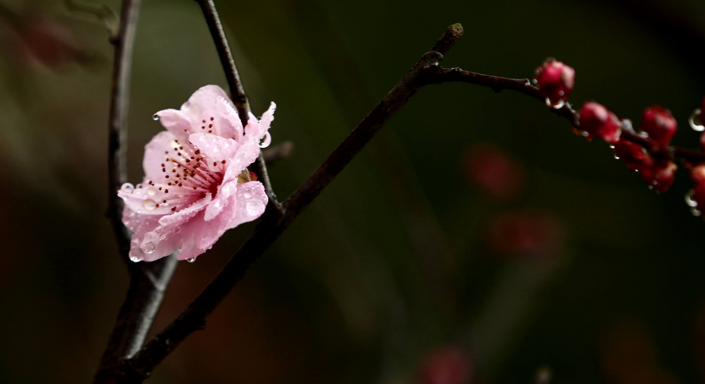 「诗词鉴赏」冬深一一开，十首梅花诗词，欣赏诗中的花中之魁