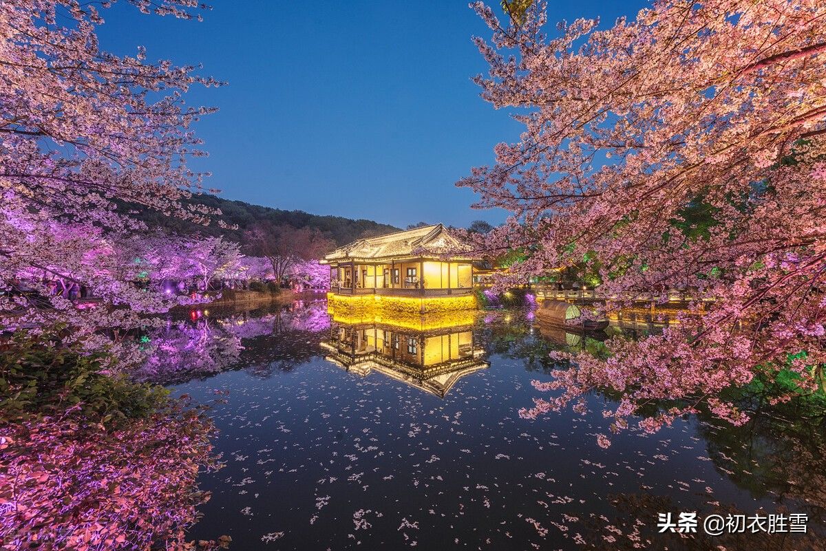 樱花古诗词九首赏读：樱花如霰晓莺啼，春风才起雪吹香