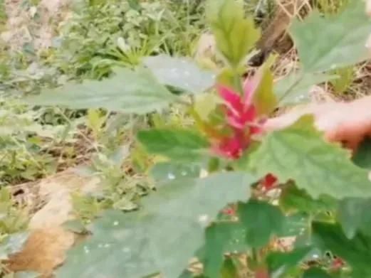 野生灰灰菜的3种初步处理方法，做出4种广东美食，美味又健康