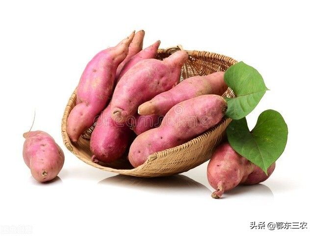 红薯发芽后能不能食用？农村老人的说法非常有道理