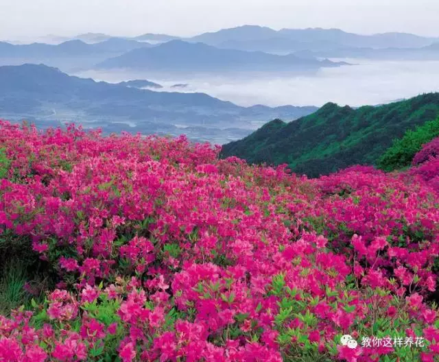 中国的国花是什么？结果有点吃惊！
