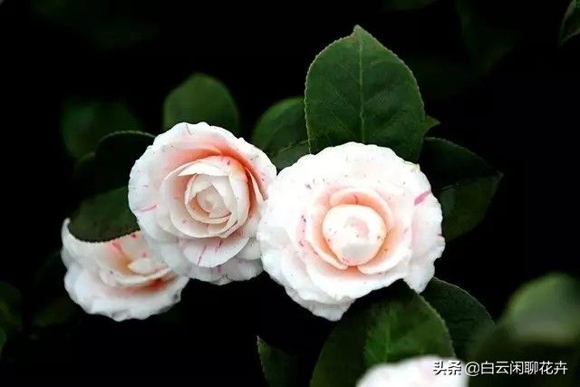 山茶花花语及代表意义(山茶花的花语和象征寓意)