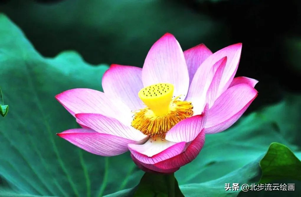 荷花怎么画漂亮又复杂(简单易学的荷花简笔画图片大全)