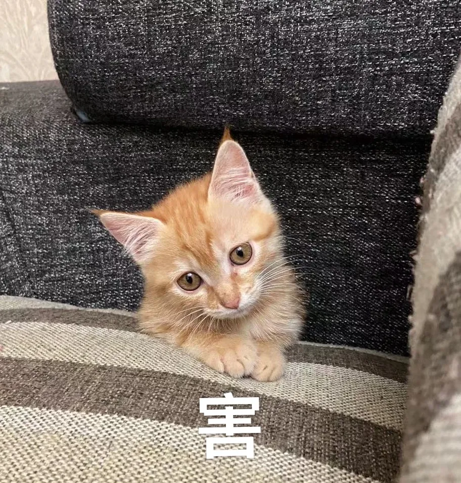 深圳有什么好玩的地方景点推荐(深圳免费游玩的地方推荐)