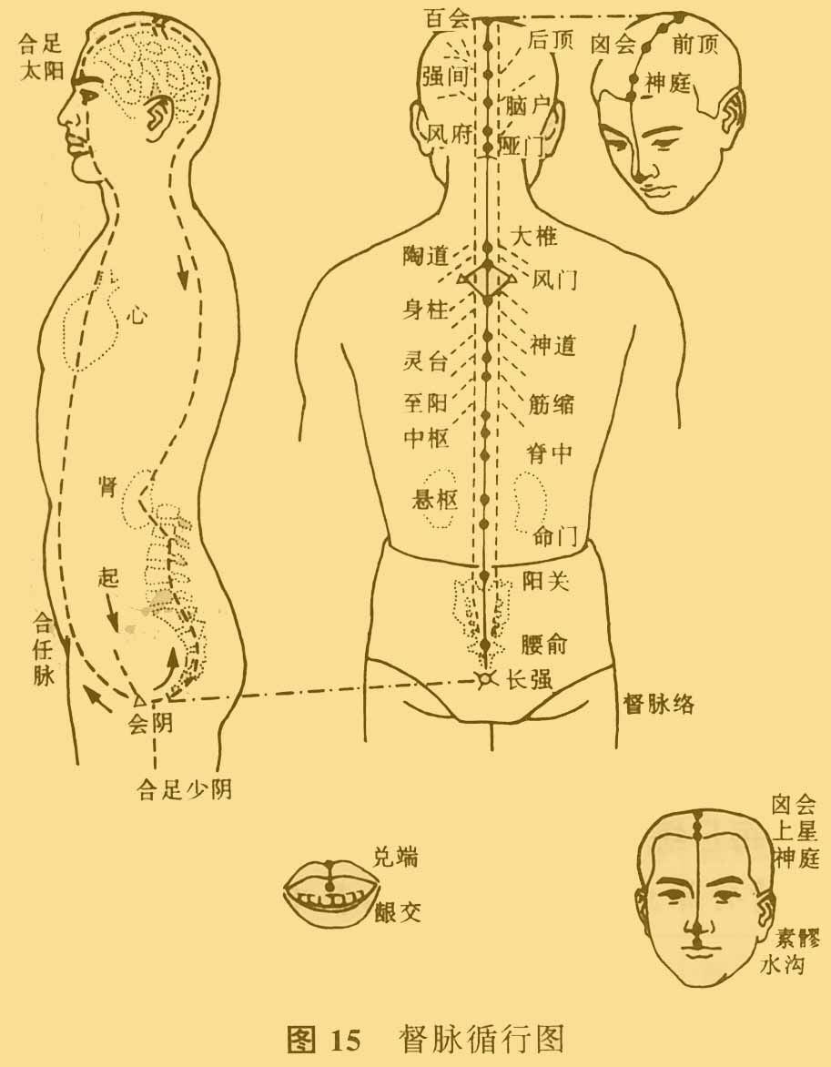 人体督脉的准确位置图解（督脉的作用和功能）