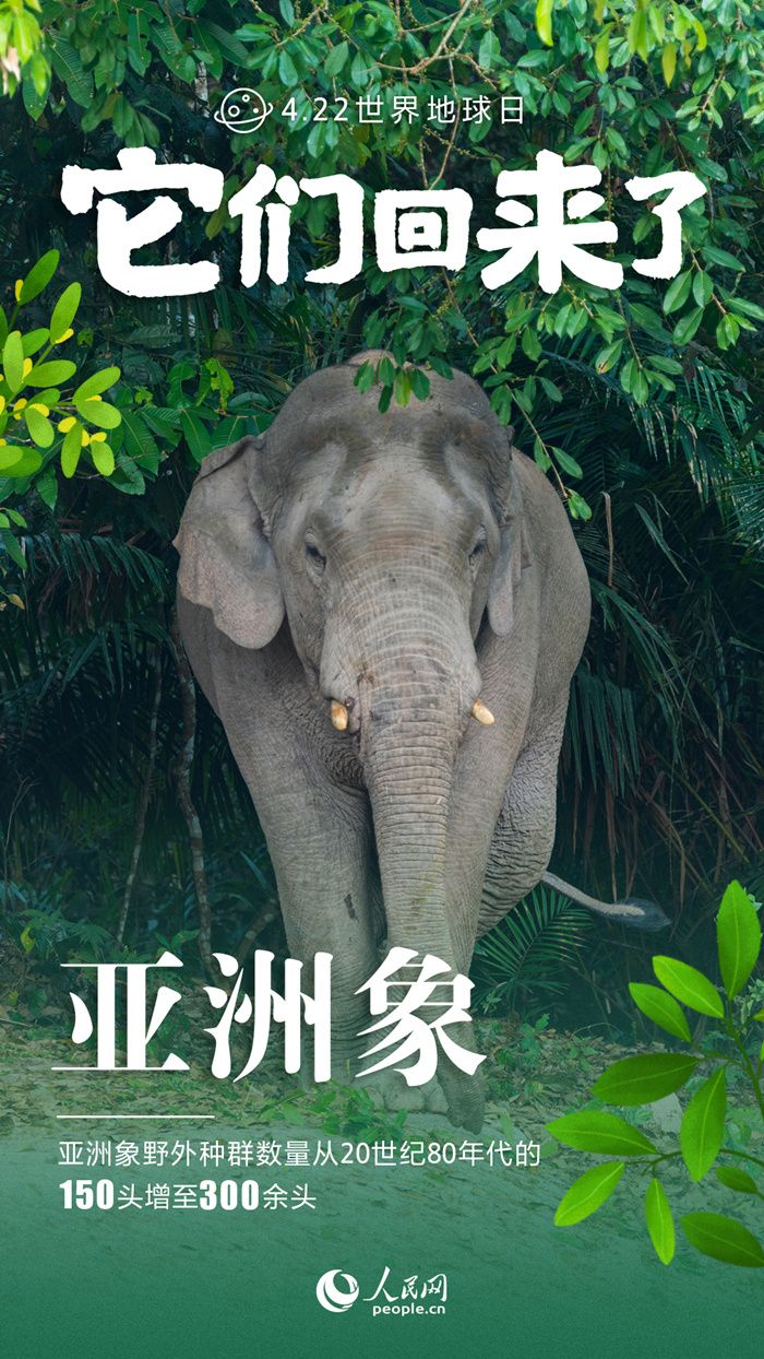 它们回来了！九张海报*野生动物保护成绩单