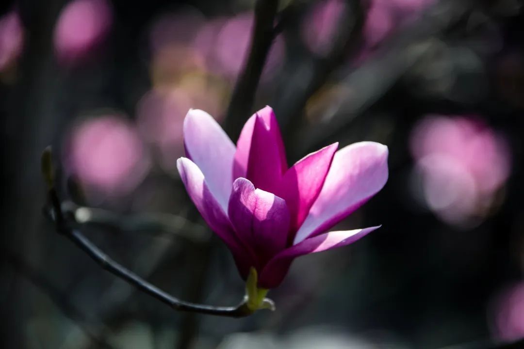 高清大图！重庆一高校曝光“最美校花”，堪称神仙颜值！