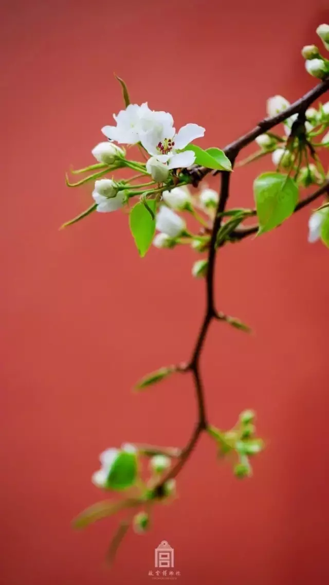 十首春日诗，万紫千红总是春