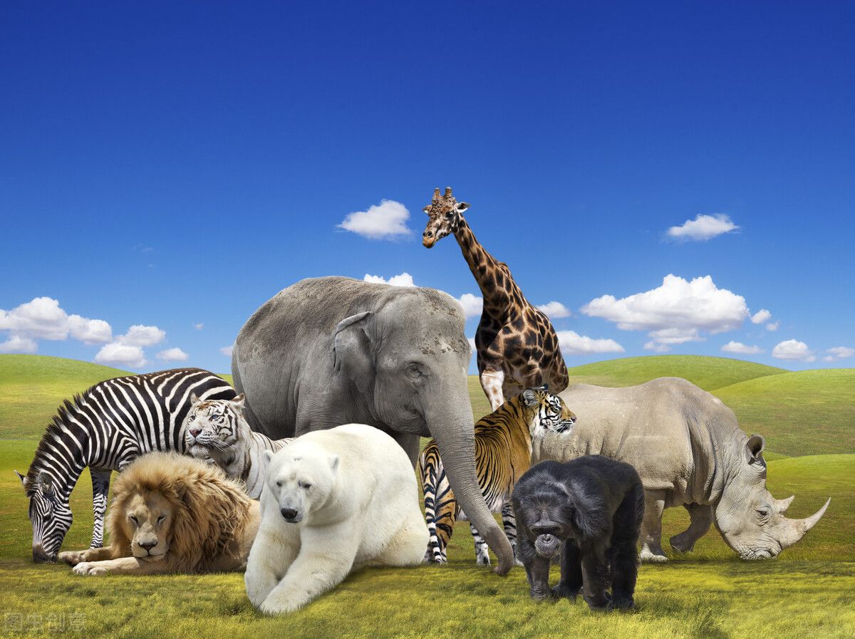 动物园里有什么动物（常见的100种动物品种大全名字