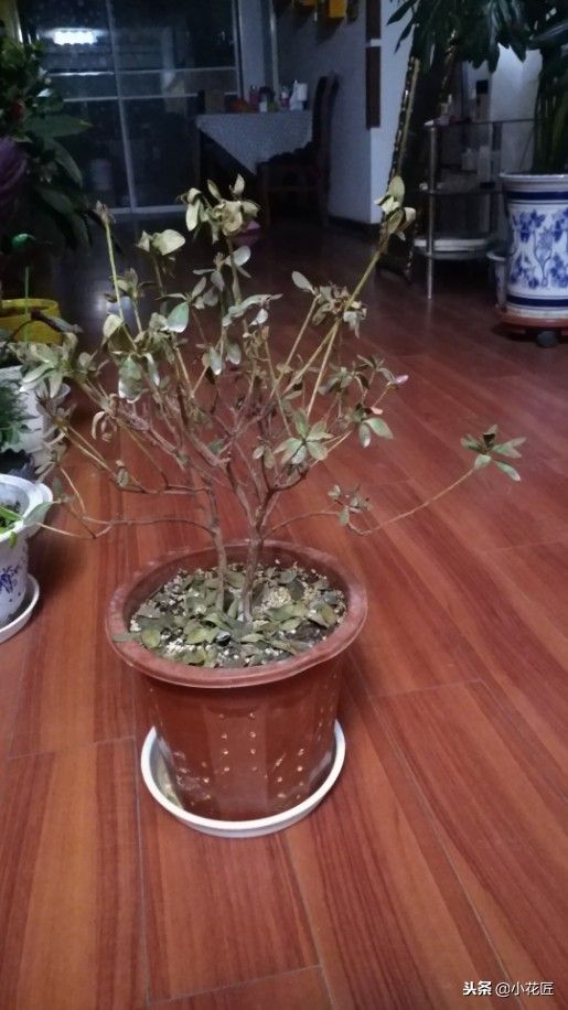 杜鹃花落叶怎么回事(杜鹃花掉叶原因及解决方法)