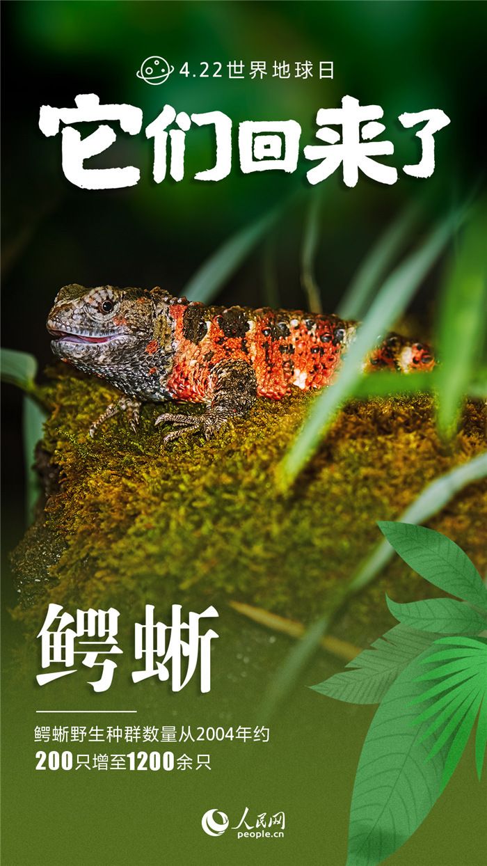 它们回来了！九张海报*野生动物保护成绩单