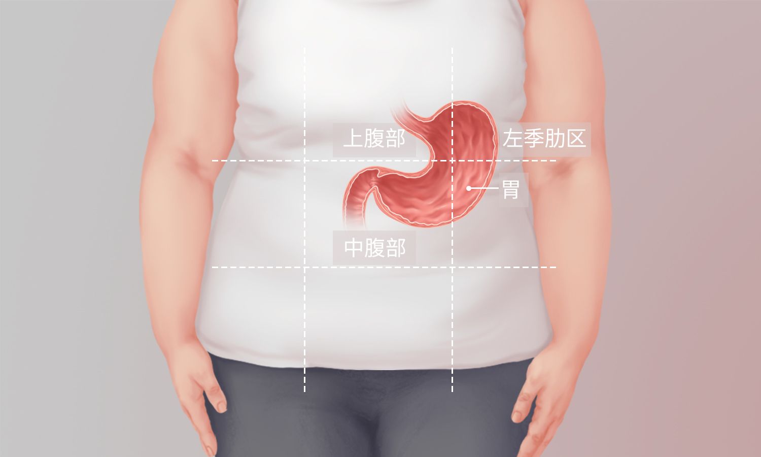 胃在人体什么位置
