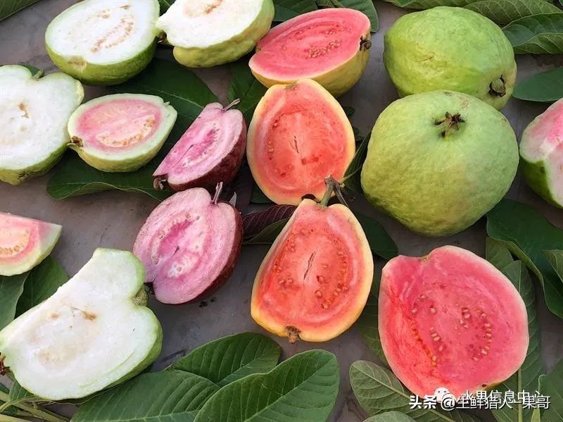 小众水果芭乐，又被茶饮店们带火了，最全芭乐说明书