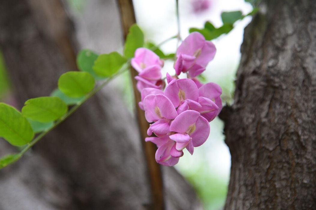 白色槐花，紫色槐花，槐花，区别你知道吗？没搞懂可别乱吃