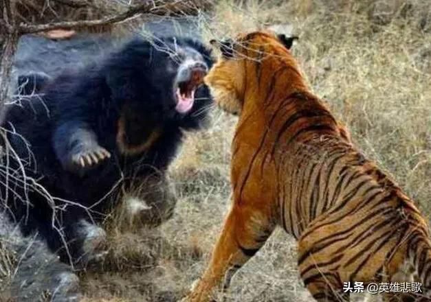 武松打虎就是个笑话，人在野兽面前不堪一击，老虎能秒杀武松