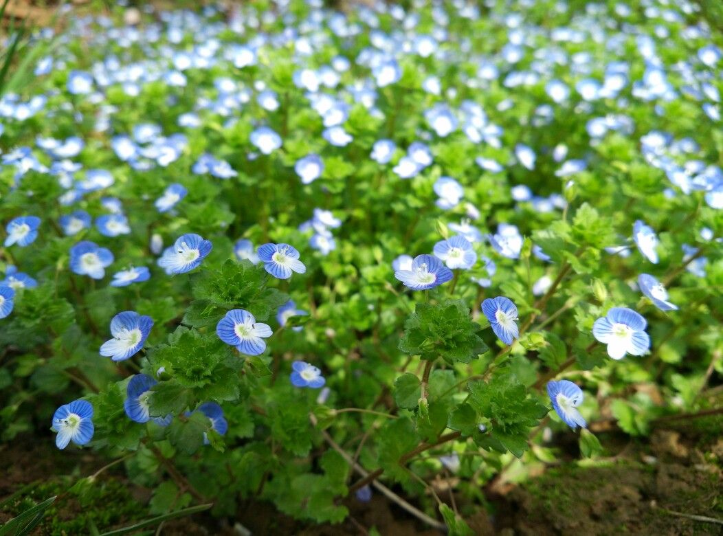 春游赏花，都是什么花？这100个花卉图鉴，给大家做科普，涨知识