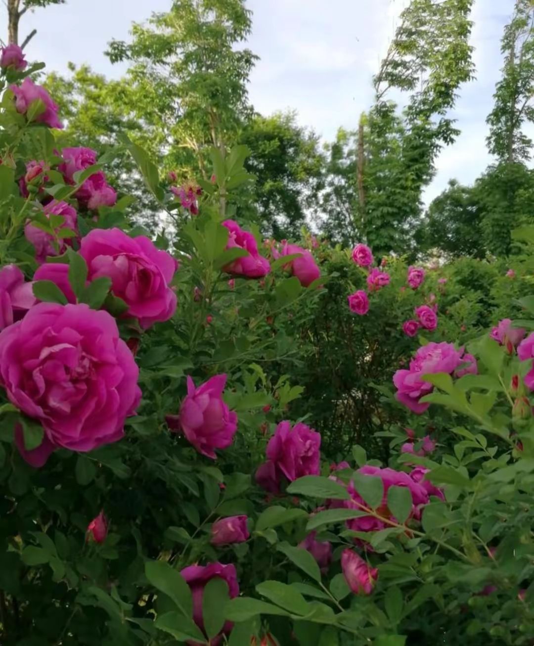 春游赏花，都是什么花？这100个花卉图鉴，给大家做科普，涨知识