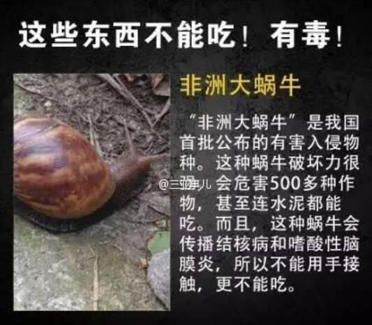 蜗牛是益虫还是害虫(玩蜗牛没洗手会感染寄生虫吗)