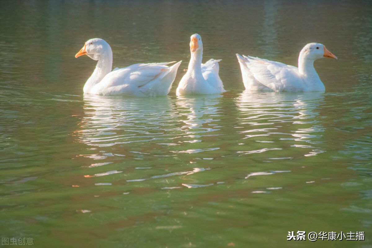 咏鹅古诗的意思翻译(古诗咏鹅原文注释译文及赏析)