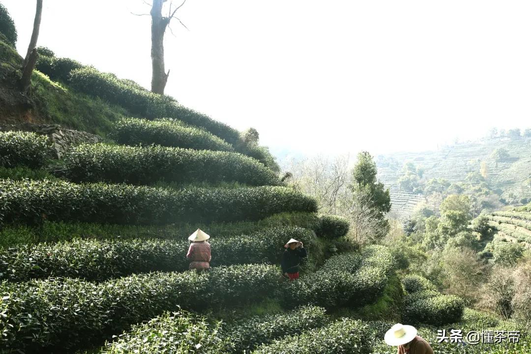 都是西湖龙井，不同产区有啥不一样？