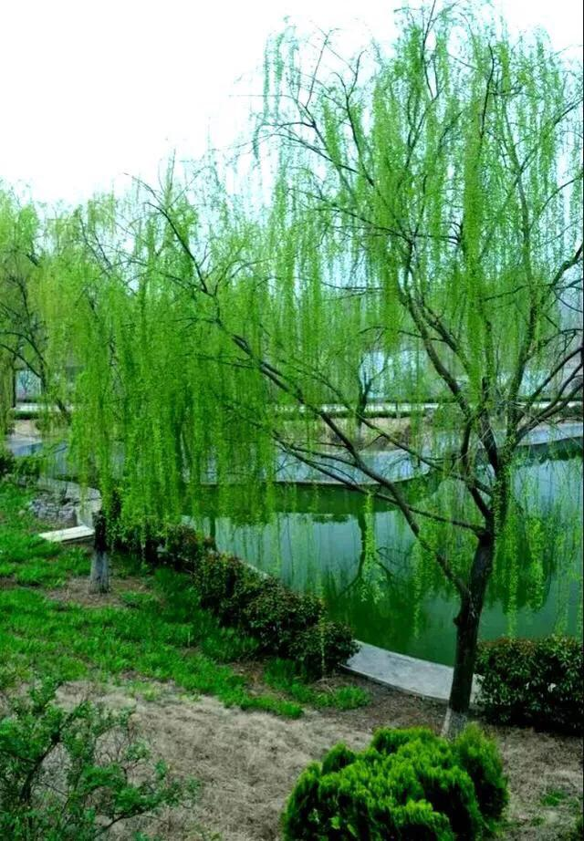 绝句四首咏柳古诗原文(精选古代优美咏柳诗二十首)