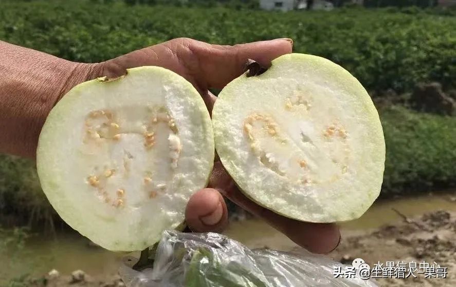 小众水果芭乐，又被茶饮店们带火了，最全芭乐说明书