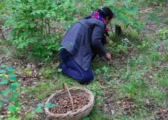 橡子：被淡忘的古老“粮食”，识货的人却把它当珍宝，有啥用途？