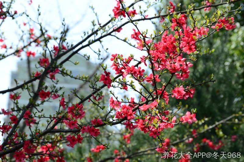 春天常见的40种花，教你从头认个遍，以后认花再也不求人！