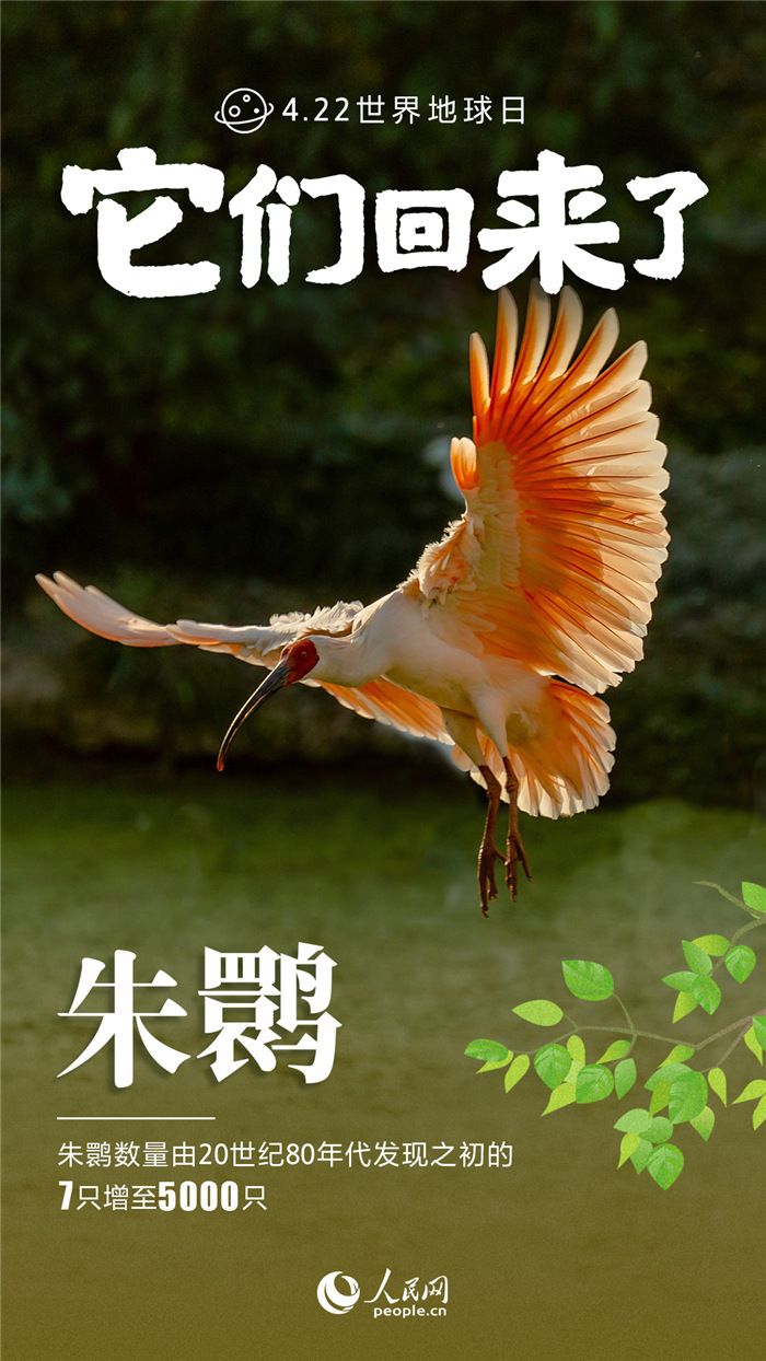 它们回来了！九张海报*野生动物保护成绩单