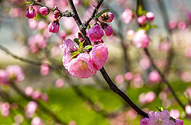 「诗词鉴赏」阳春三月，十二首春词，迎接美好的春天