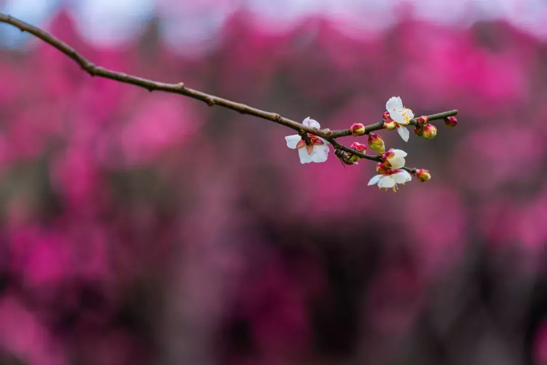 十首梅花诗：已是寒冬时，宜读梅花诗