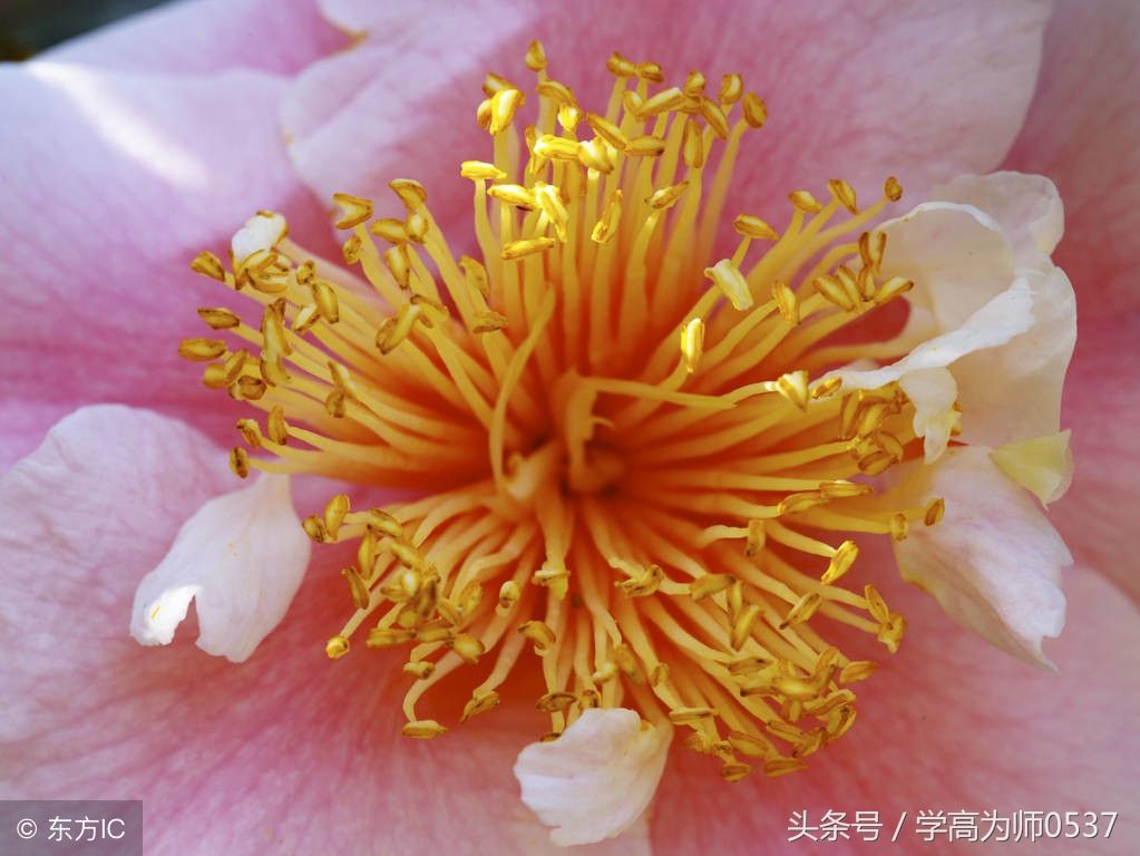 惟妙惟肖的意思是什么(惟妙惟肖的意思解释和拼音)