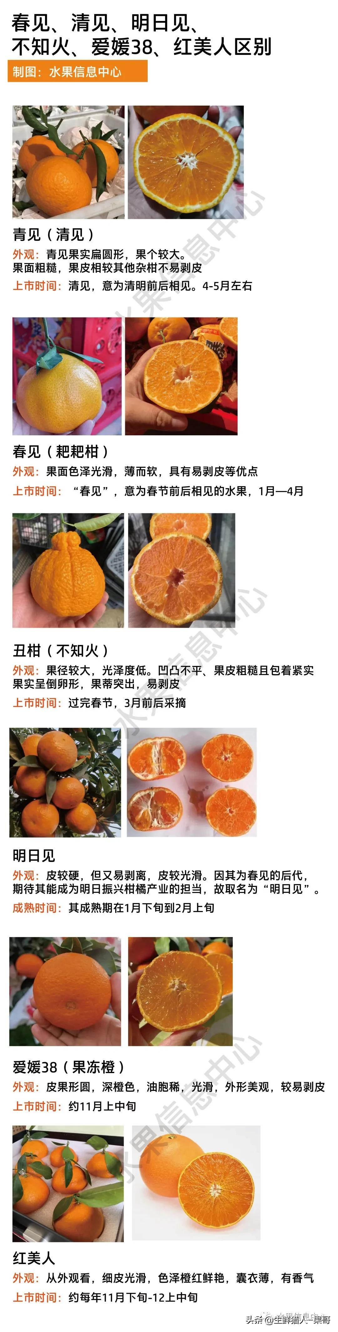 耙耙柑功效和作用（一图解析丑橘不知火春见耙耙柑等区别）