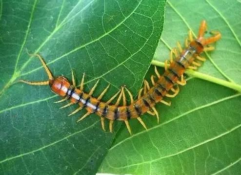 什么是昆虫？六只腿、复眼、一对触角...