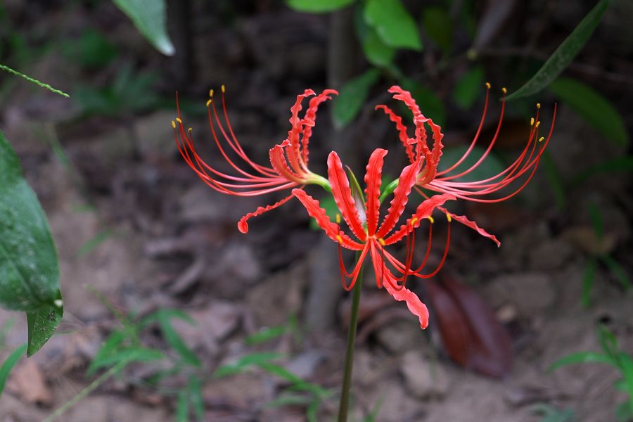 春游赏花，都是什么花？这100个花卉图鉴，给大家做科普，涨知识