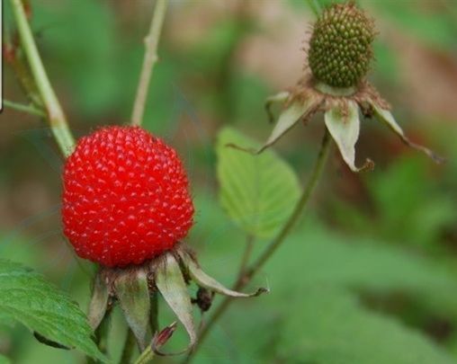 蓬蘽（penglei）是一种什么样的植物？