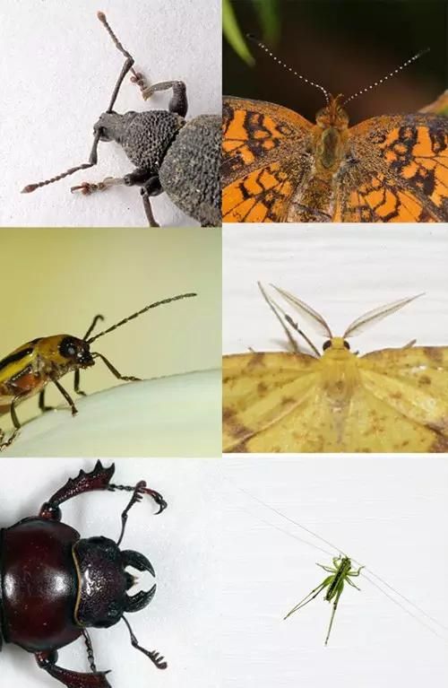 什么是昆虫？六只腿、复眼、一对触角...