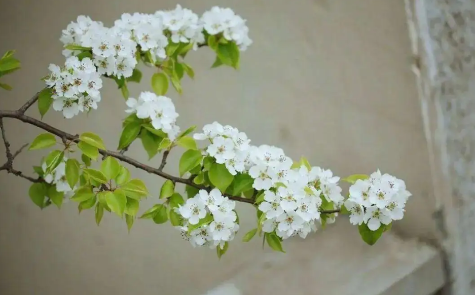 风吹棠梨花，十二首棠梨花的诗词，满树花开，洁白胜雪