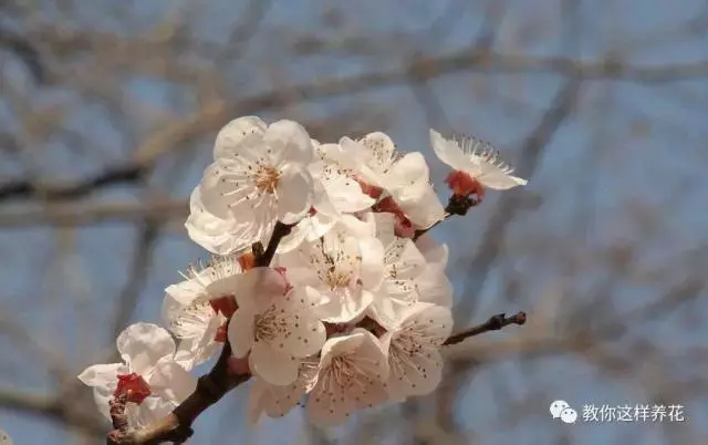 中国的国花是什么？结果有点吃惊！