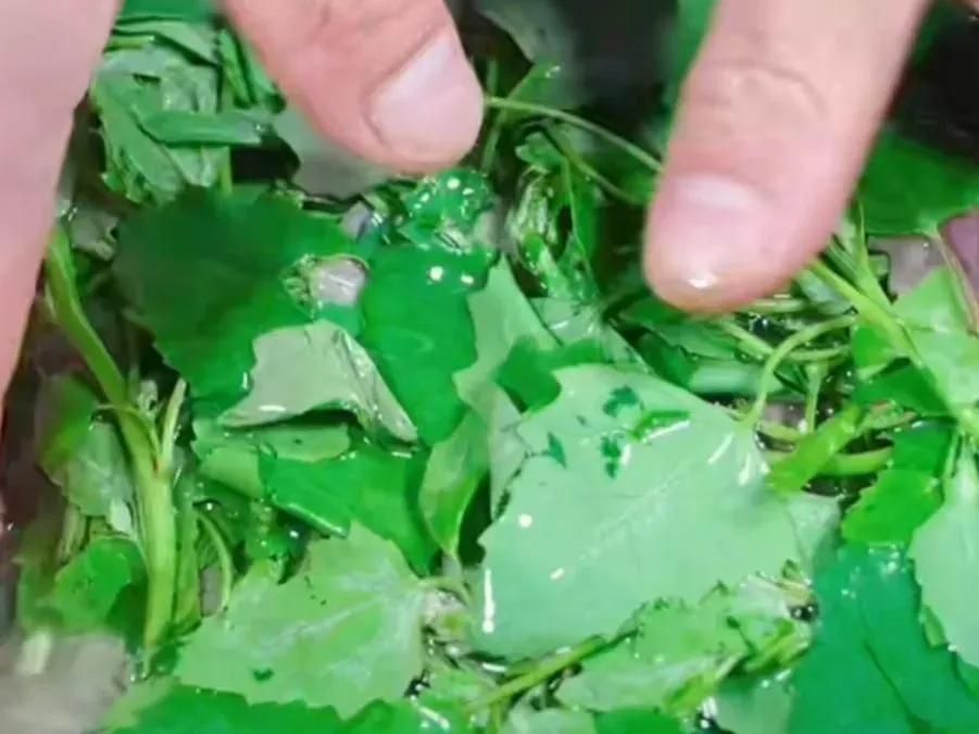 野生灰灰菜的3种初步处理方法，做出4种广东美食，美味又健康