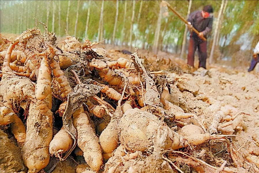 在山区办一个小型加工厂，做什么投资小、利润大、风险低？
