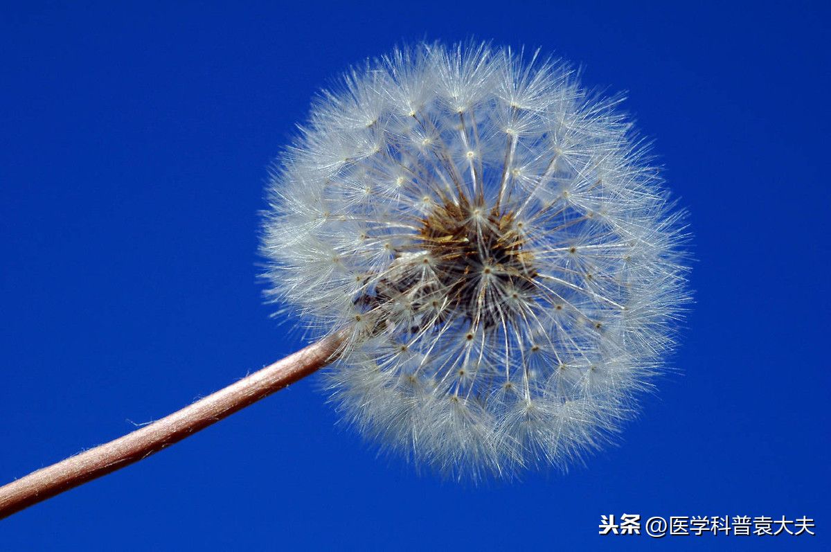 蒲公英的功效与作用(吃蒲公英有六大好处及吃法)