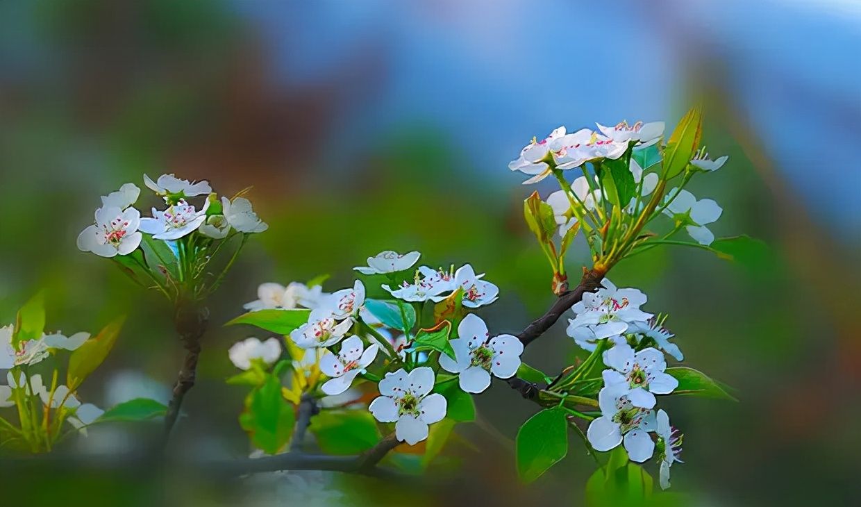 风吹棠梨花，十二首棠梨花的诗词，满树花开，洁白胜雪