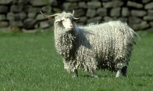 安卡拉羊毛是哪个国家的（安纳托利亚高原的安卡拉山羊）