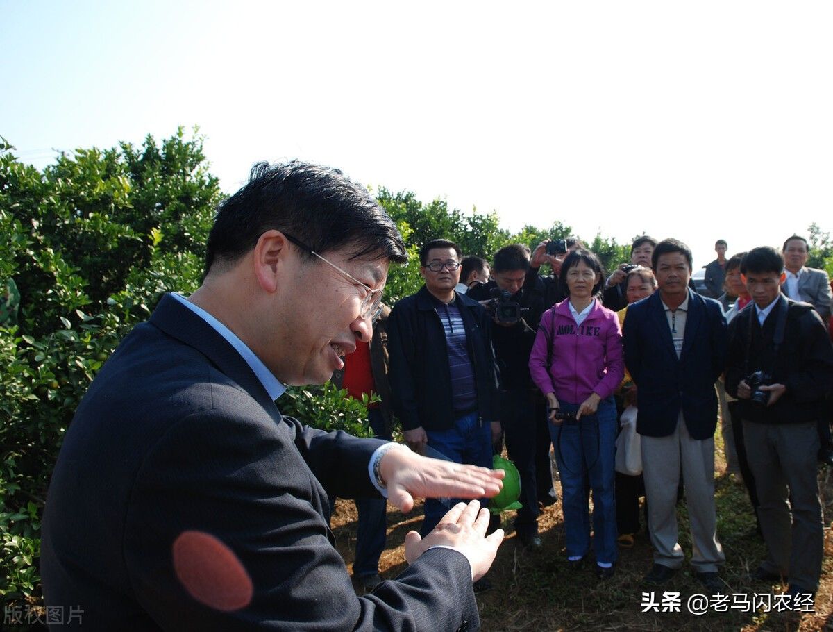 柑橘施用生石灰促长作用大，增产效果好，却往往被忽视，为什么？
