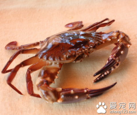 螃蟹吃什么东西作为食物(淡水蟹吃虹虫和鱼)